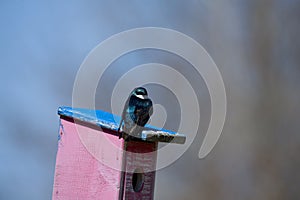 Tree swallow Tachycineta bicolor is a american migratory bird.