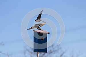 Tree swallow Tachycineta bicolor