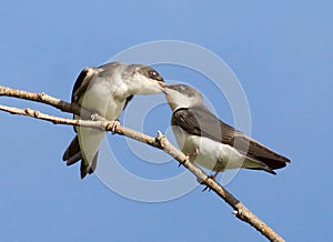 Tree Swallow - Tachycineta bicolor