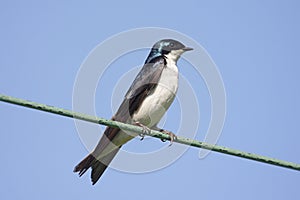 Tree Swallow on a wire