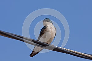 A Tree Swallow on wire close-up