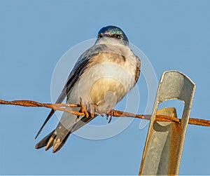 Tree Swallow on a wire