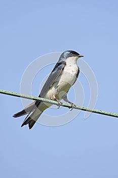 Tree Swallow on a wire