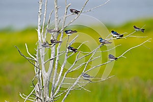 Tree Swallows