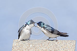 Tree swallows communicating with each other