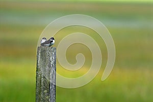 Tree swallows