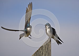 Tree Swallows (Tachycineta bicolor) photo