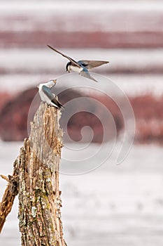 Tree Swallows