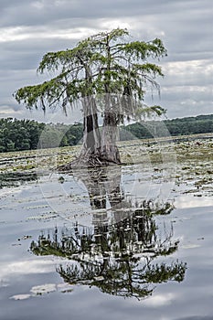 Tree in swamp