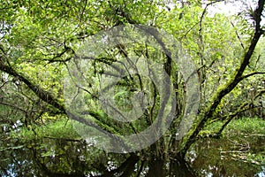 Tree in swamp in Everglades