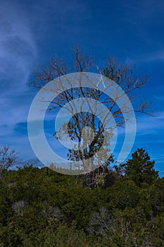 A tree sways in  a bayside marsh habitat along the Life of the Marsh Trail, Assateague Island National Seashore, Berlin, MD