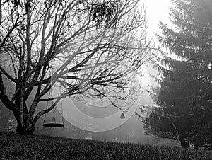Tree swing in the foggy evening