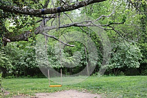 Tree Swing in Forest Clearing