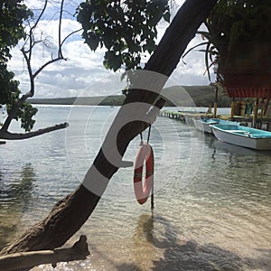 Tree Swing in Puerto Rico