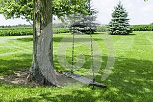 Tree Swing in the Shade