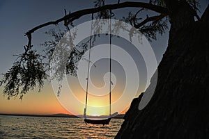 Tree swing and sunrise time