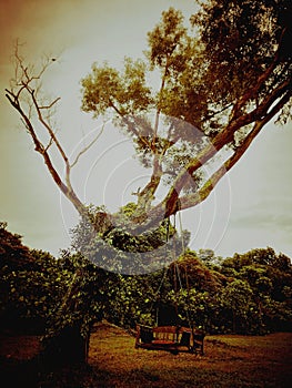 Tree swing at Sunset Way Park