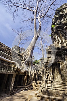 Tree in Ta Phrom, Angkor Wat, Cambodia, Asia.