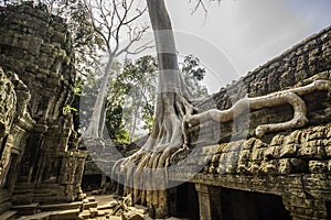 Tree in Ta Phrom, Angkor Wat, Cambodia, Asia.