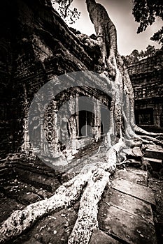 Tree of Ta Prohm, Angkor Wat
