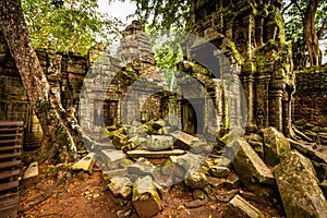Tree of Ta Prohm, Angkor Wat