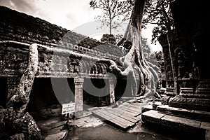 Tree of Ta Prohm, Angkor Wat