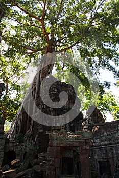 Tree at Ta Prohm