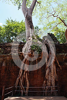 Tree at Ta Prohm