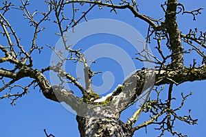 Tree in front of the sky
