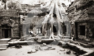 Tree taken possession of Ta Prohm temple walls