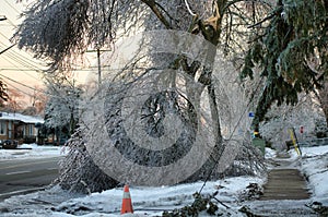 Tree takes down power lines after ice storm