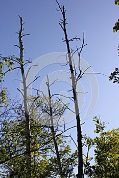 Tree tall dead birch trees