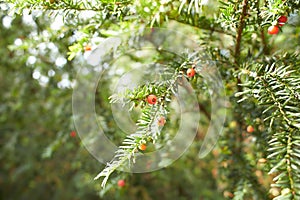 Tree of Taxus brevifolia (Canadian Yew) with orange berry