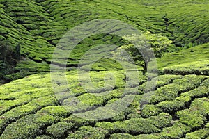 Un árbol sobre el té plantación 