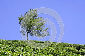 Tree at tea plantation
