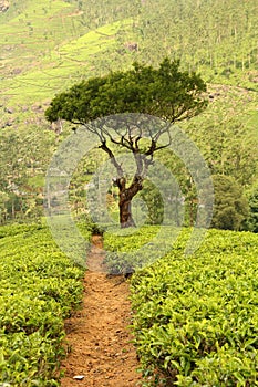 Tree on tea plantation
