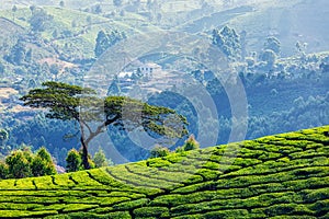 Tree in tea plantations
