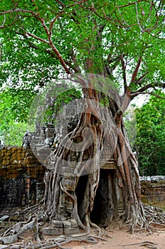 Tree in a temple