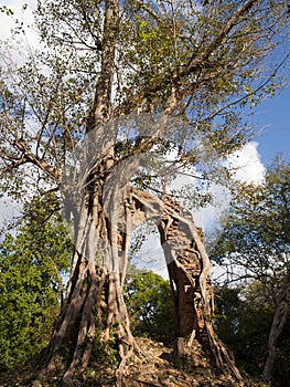 Tree with temple ruin in Sambor Prei Kuk