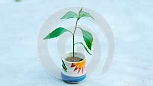 A sapling in a cup with white background and effect.B&W