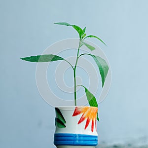 A sapling in a cup with white background.