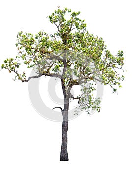 Tree Terminalia alata Heyne ex Roth isolated on white background