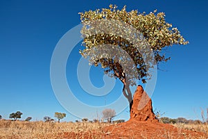 Tree and termite mound