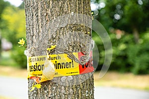 Tree with text vorsicht allergiegefahr durch eichenprozessionsspinner Raupen und Nester nicht berÃÂ¼hren, in englisch beware of photo