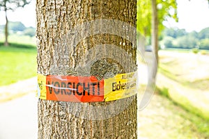 Tree with text vorsicht allergiegefahr durch eichenprozessionsspinner Raupen und Nester nicht berÃÂ¼hren, in englisch beware of photo
