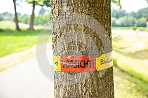 Tree with text vorsicht allergiegefahr durch eichenprozessionsspinner Raupen und Nester nicht berÃÂ¼hren, in englisch beware of photo