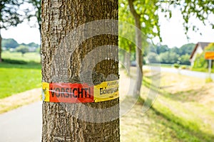 Tree with text vorsicht allergiegefahr durch eichenprozessionsspinner Raupen und Nester nicht berÃ¼hren, in englisch beware of
