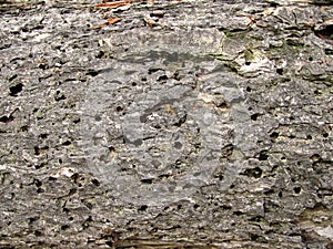 Tree texture