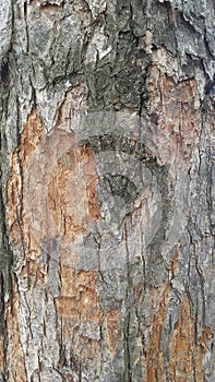 Tree texture