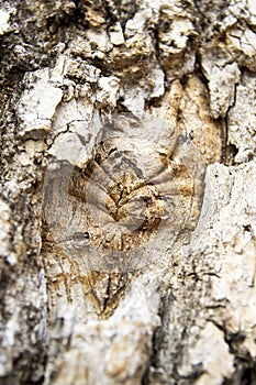 Tree Texture